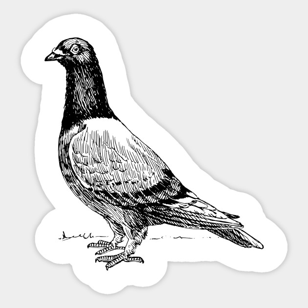 Pigeon - Pigeon - Sticker