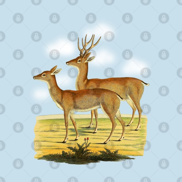 Deers  Illustration by Biophilia