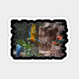 Macaw Parrot Magnet