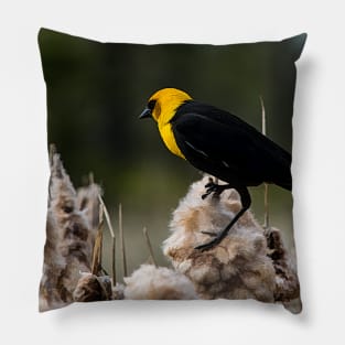 Yellow headed black bird. Pillow