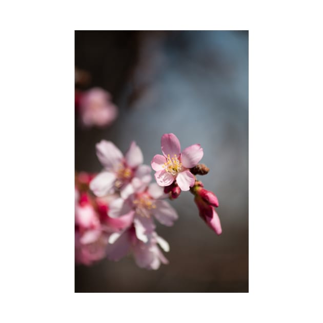 Spring Blossom by Jacquelie