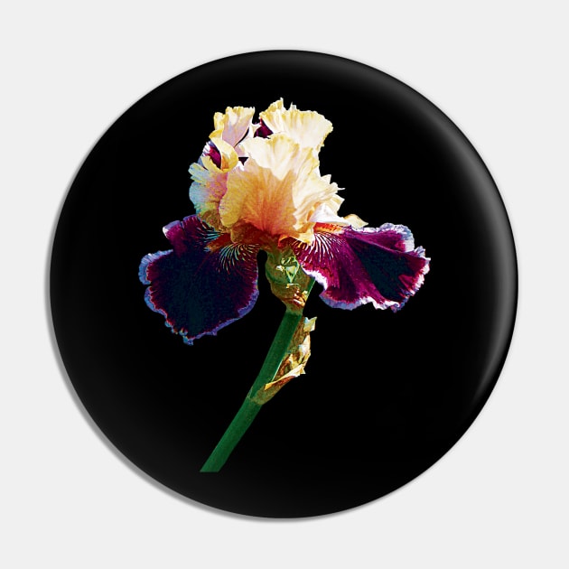 Irises - Cream and Magenta Iris Pin by SusanSavad