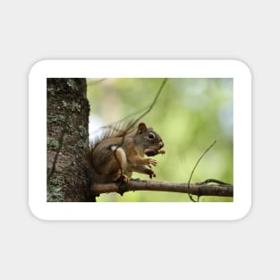 Red Squirrel Magnet