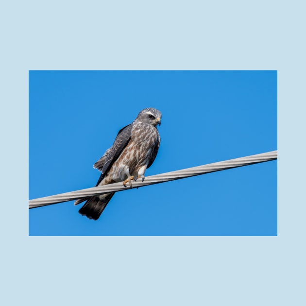 Mississippi Kite Juvenile All Alone by Debra Martz