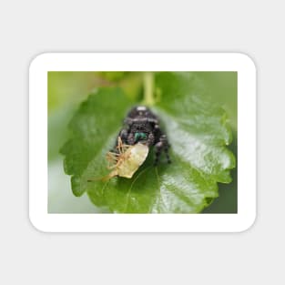 Phidippus audax (bold jumping spider) with prey (stinkbug) Magnet