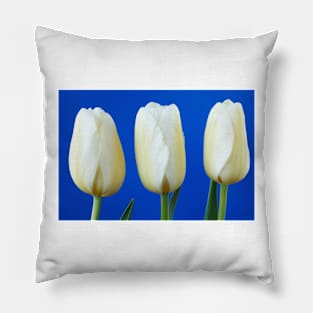 Tulipa  &#39;Snowstar&#39;  Triumph Group Tulip Pillow