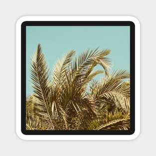Clearview #2 - Modern Tropical Photograph Magnet