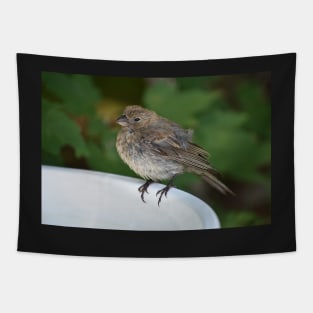 Female House Finch Perched on a Birdbath Tapestry