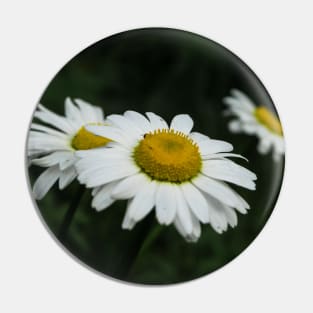 Daisies in bloom Pin