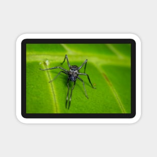 Unique and organic photo of an ant mimic spider looking at you Magnet