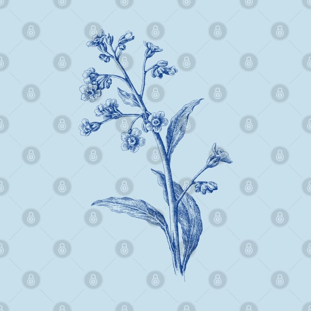 Forget-me-nots Blue Flower Botanical Illustration by Biophilia