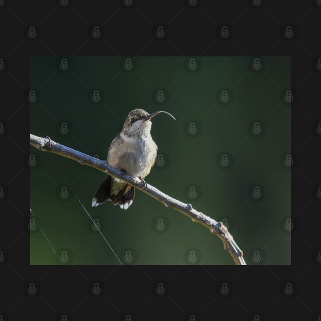 The Tongue Flicker of a Ruby Throated Hummingbird by jbbarnes