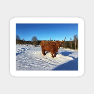 Scottish Highland Cattle Cow 2274 Magnet