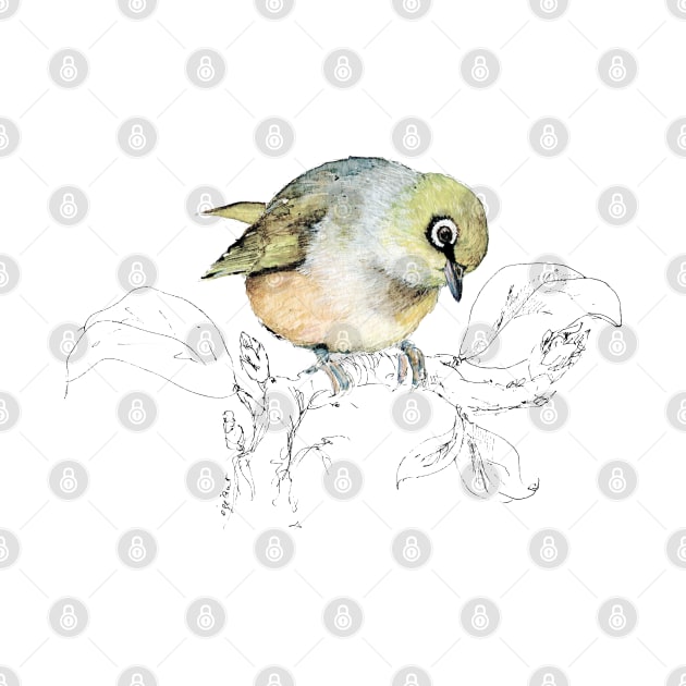 waxeye - Sylvereye bird by EmilieGeant