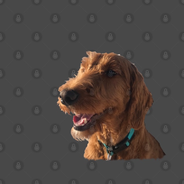 Goldendoodle Smile by AR100AR