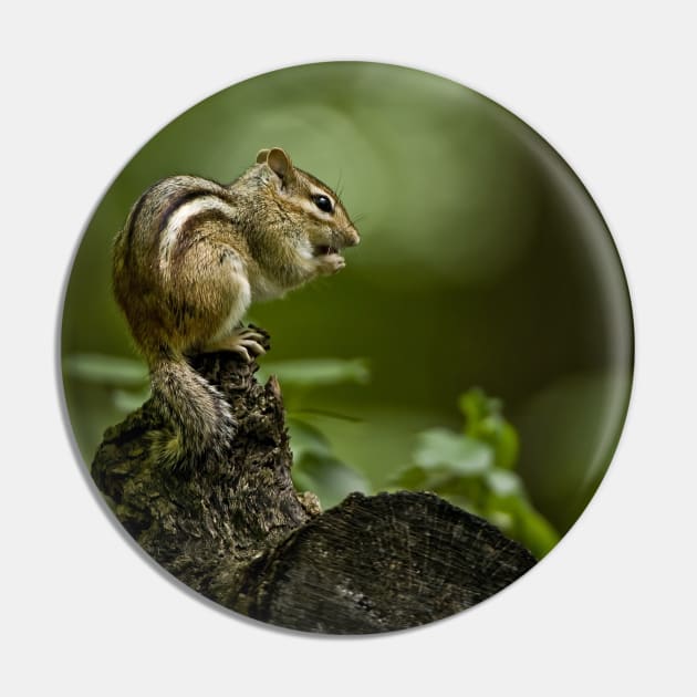 Chipmunk Pin by jaydee1400