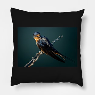 Barn Swallow Looking Over It's Shoulder Pillow