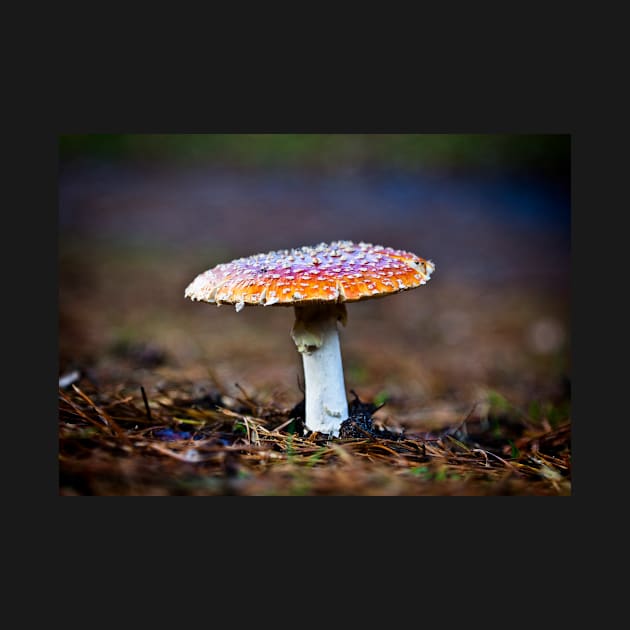 Fly Agaric Toadstool by GrahamPrentice
