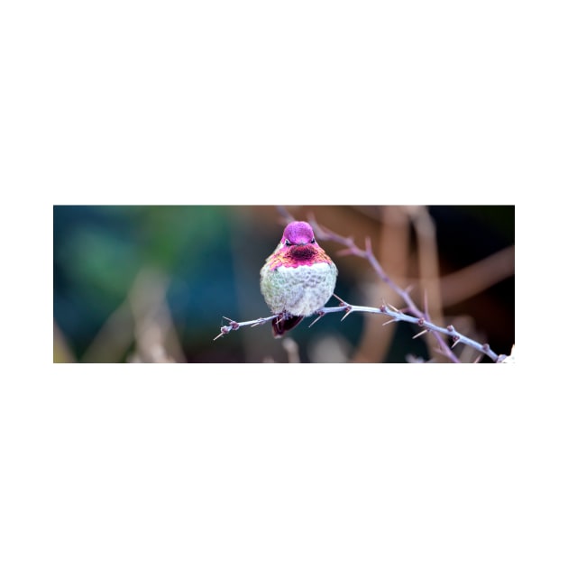 Anna's Hummingbird on a Barberry Bush by DeniseBruchmanPhotography