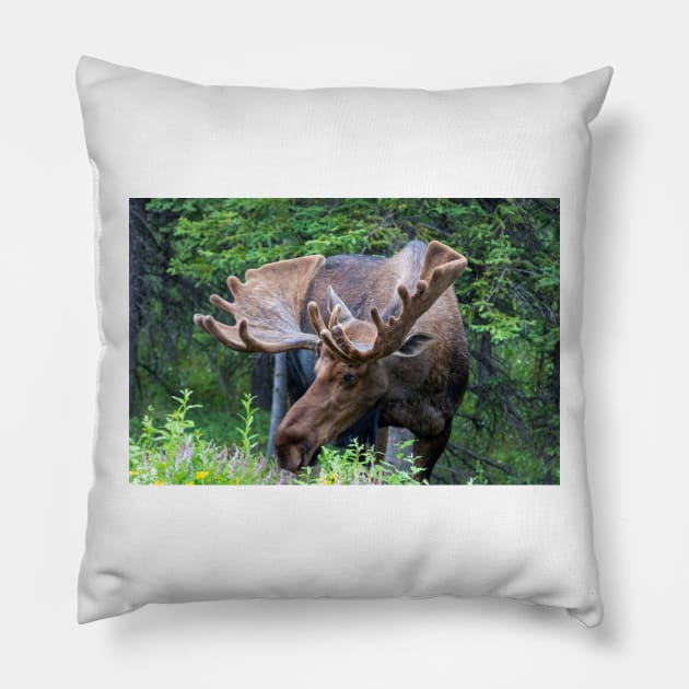 Wild Male Moose with Antlers in Alaska Pillow by SafariByMarisa