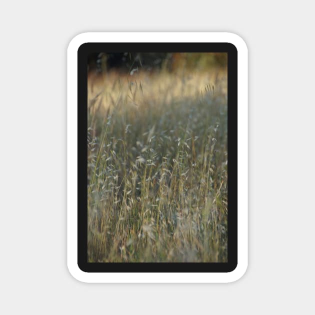 Summer Grass - Adelaide Hills - Fleurieu Peninsula - South Australia Magnet by MagpieSprings