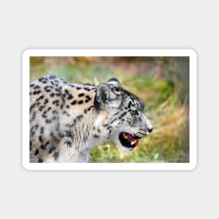 Snow Leopard Magnet