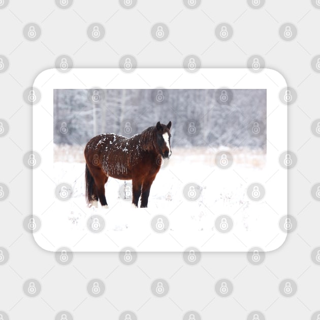 Brown on White - Horse Magnet by Jim Cumming