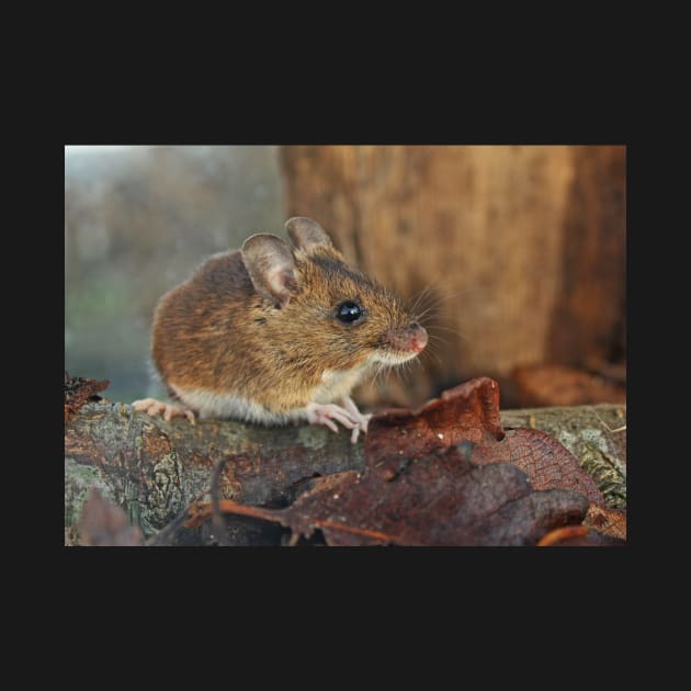 Wild Woodmouse by Furtographic