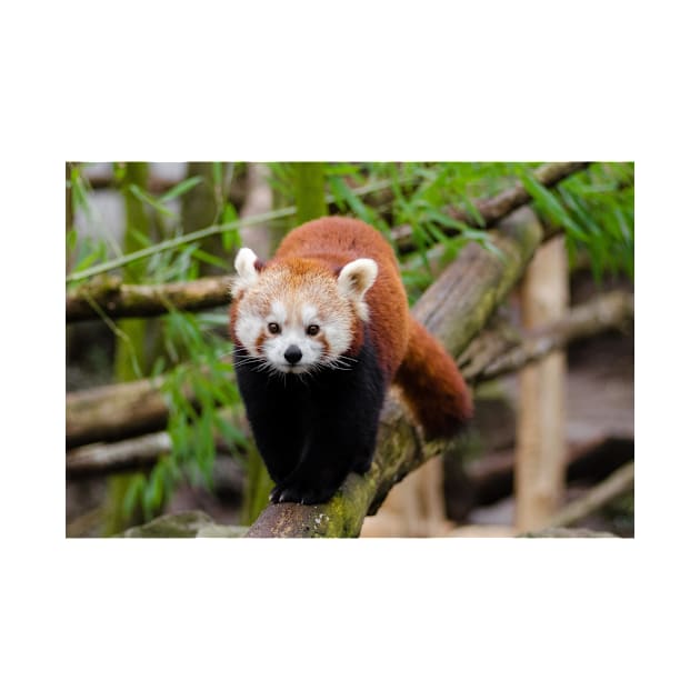 Red Panda by kawaii_shop