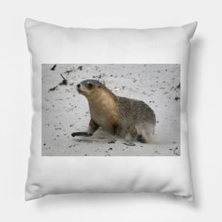 Seal pup running on the beach on Kangaroo Island in South Australia Pillow