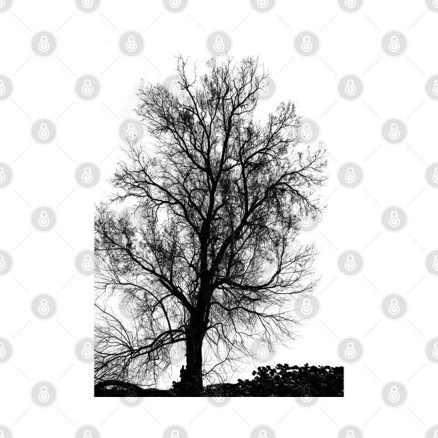 Silhouette of bare tree - black and white by wavemovies