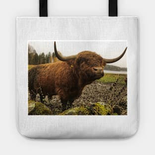 Scottish Highland Cattle Bull 2144 Tote