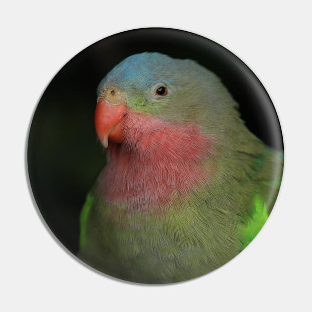 Portrait of a Sleepy Alexandra's / Princess Parrot Pin by walkswithnature