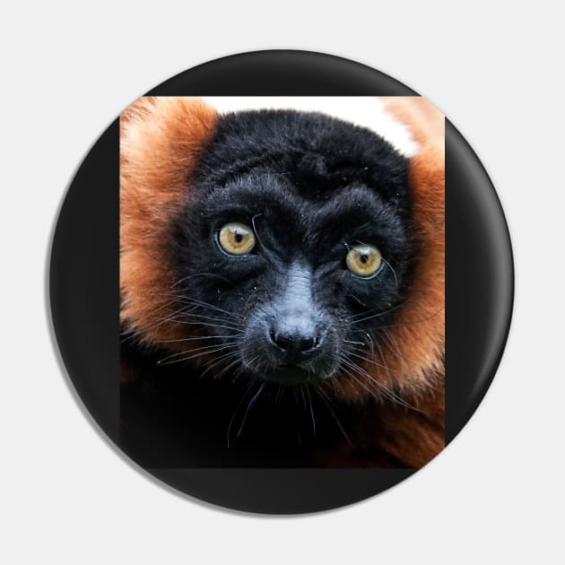 Red Ruffed Lemur Portrait Pin by IanWL