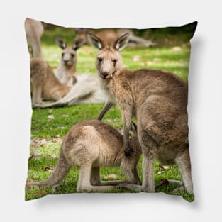 Mother Eastern Grey Kangaroo feeding Joey Pillow