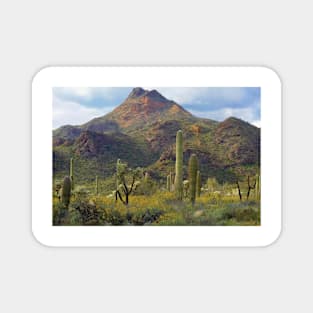 Saguaro And Teddybear Cholla Magnet