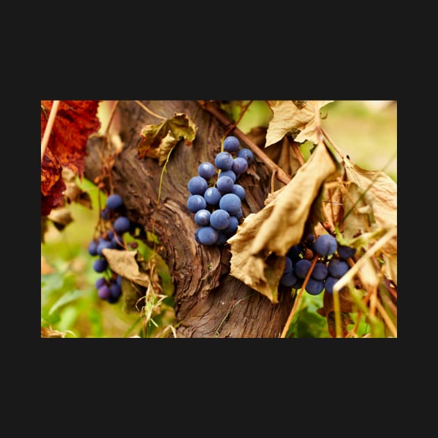 Blue grapes on a vine, closeup by naturalis