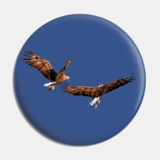 White tailed Eagle Pin