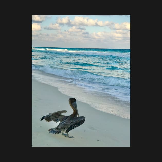 Grey Pelican in Mexico by ephotocard