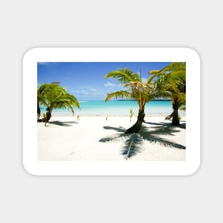 Small coconut palms on Cook Islands beach. Magnet