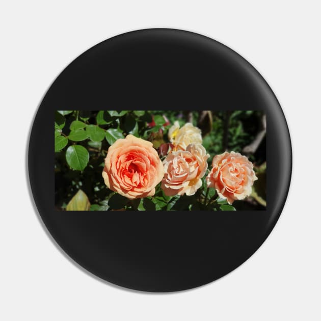 Peach Coloured Roses Pin by claire-l-page