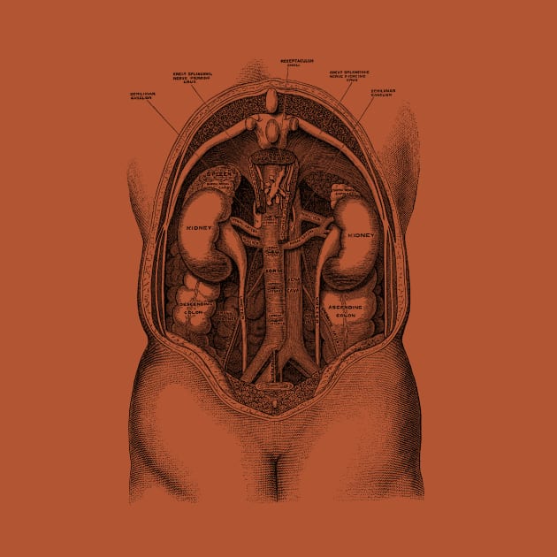 Human Kidney System - Vintage Anatomy by Vintage Anatomy Prints