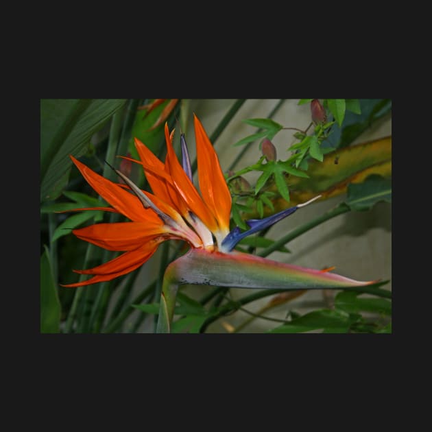 Bird of Paradise Flower by RedHillDigital