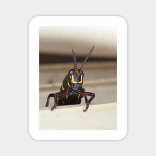 Florida lubber grasshopper Romalea microptera nymph Magnet