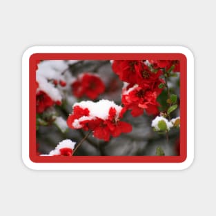 Snowy quince Magnet