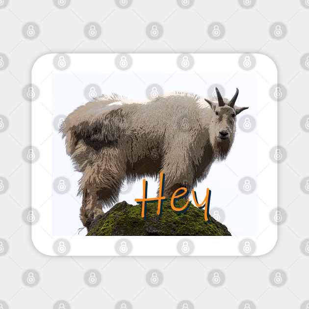 Hey Goat How Goes It? Magnet by elisewied