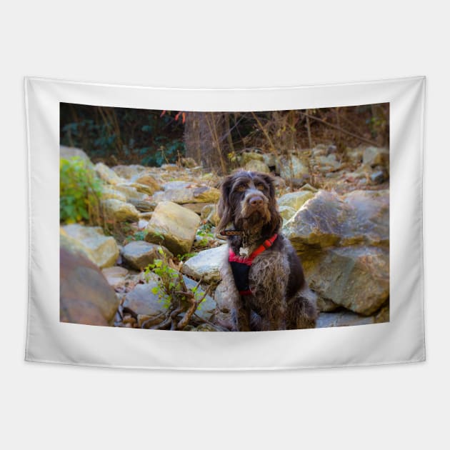 Monty Hiking Linville Gorge Tapestry by Isla Creek Casuals