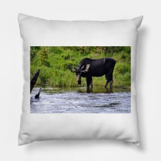 Moose at the Colorado River Pillow