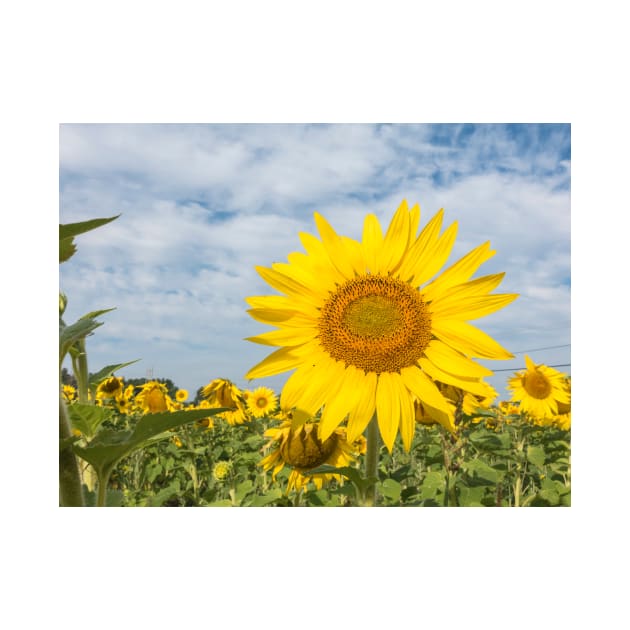 Sunflowers in a field by josefpittner