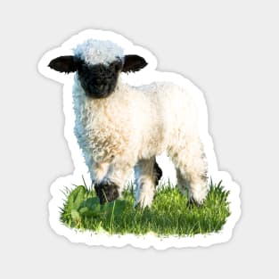 Valais Blacknose Lamb in a Meadow Magnet
